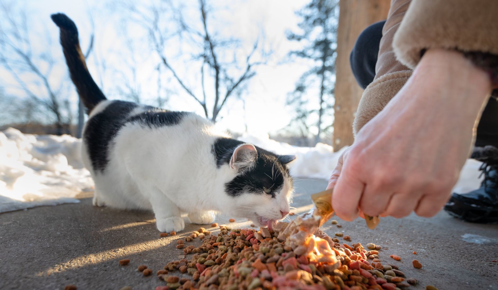 20190302_biz_catsKS008